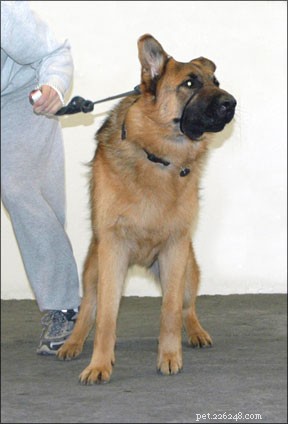 Proven Methods to Modify Aggressive Dog Behavior