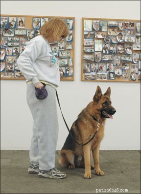 Proven Methods to Modify Aggressive Dog Behavior
