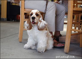 How to Cultivate Calm in Your Dog: Expert Tips for Every Breed