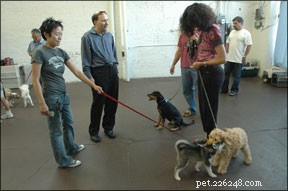Understanding Canine Behavior: Debunking Myths for Dogs & Puppies