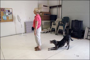 Mastering Canine Stimulus Control with Positive Training Techniques