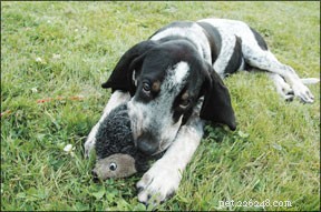 Understanding Puppy Chewing: Why It Happens and How to Guide It Effectively