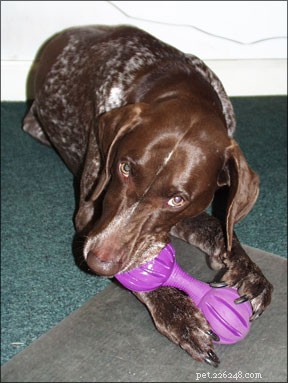 Understanding Puppy Chewing: Why It Happens and How to Guide It Effectively