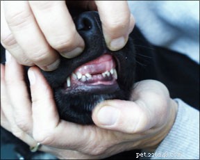 Understanding Puppy Chewing: Why It Happens and How to Guide It Effectively