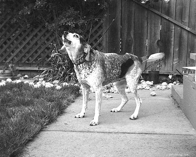 Effective Strategies to Reduce Excessive Dog Barking