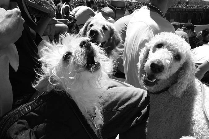 Effective Strategies to Reduce Excessive Dog Barking