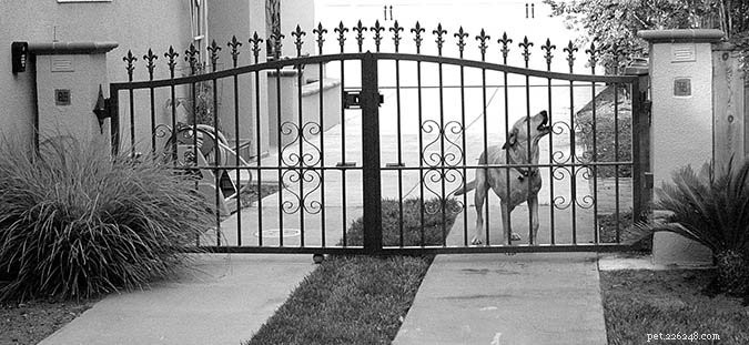 Effective Strategies to Reduce Excessive Dog Barking