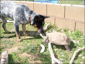 Dogs & Cats Coexisting: Expert Guide to a Harmonious Multi-Species Household