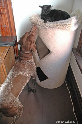 Dogs & Cats Coexisting: Expert Guide to a Harmonious Multi-Species Household