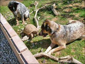 Dogs & Cats Coexisting: Expert Guide to a Harmonious Multi-Species Household
