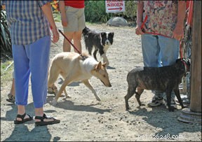 Effective Strategies to Alleviate Your Dog’s Anxiety