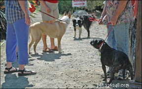 Effective Strategies to Alleviate Your Dog’s Anxiety