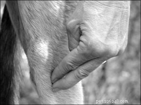 Acupressure Techniques to Treat Canine Compulsive Disorders