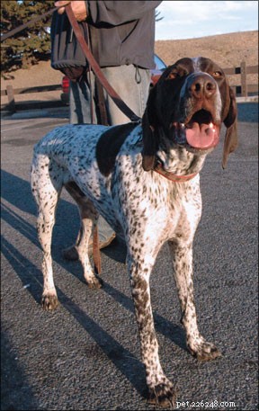 Build Confidence in Your Dog or Puppy: Proven Conditioning Methods