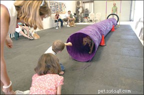 Build Confidence in Your Dog or Puppy: Proven Conditioning Methods