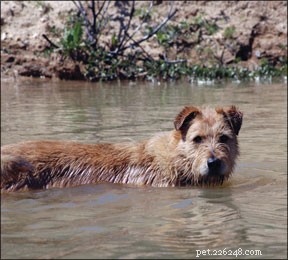 Mastering Fear‑Free Dog Training: Proven Techniques for Calm, Confident Dogs