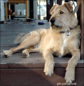 Mastering Fear‑Free Dog Training: Proven Techniques for Calm, Confident Dogs
