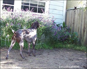 Effective Strategies to Stop Your Dog from Chasing Cats