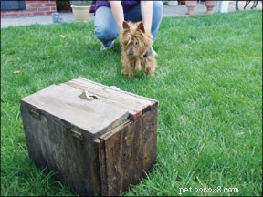 Earthdog: The Thrilling Underground Dog Sport That Harnesses Instinct