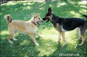 Decode Your Dog’s Body Language: Professional Tips for Better Communication