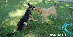 Decode Your Dog’s Body Language: Professional Tips for Better Communication
