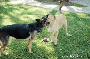 Decode Your Dog’s Body Language: Professional Tips for Better Communication