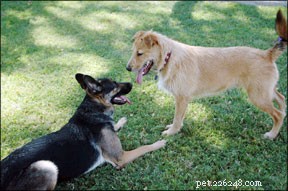 Decode Your Dog’s Body Language: Professional Tips for Better Communication