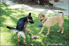 Decode Your Dog’s Body Language: Professional Tips for Better Communication