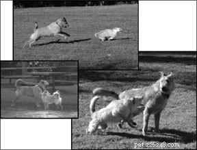 Decode Your Dog’s Body Language: Professional Tips for Better Communication