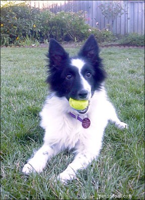 Mastering Reactive Dog Behavior: Proven Solutions for Calm, Confident Pups