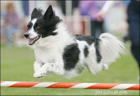 Mastering Reactive Dog Behavior: Proven Solutions for Calm, Confident Pups