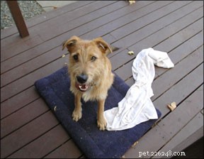 Why Our Nocturnal Dog Sleeps Outside: A Thoughtful Guide