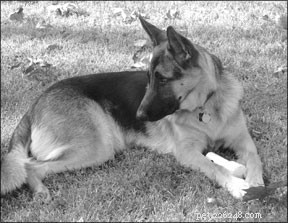 Effective Strategies to Manage OCD in Dogs