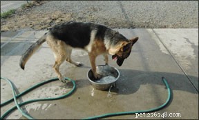 Effective Strategies to Manage OCD in Dogs