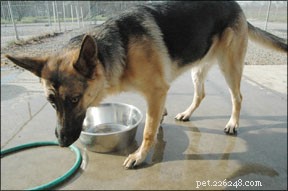 Effective Strategies to Manage OCD in Dogs
