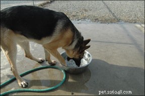 Effective Strategies to Manage OCD in Dogs