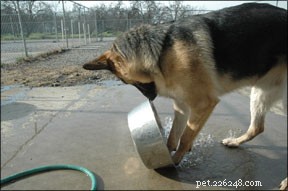 Effective Strategies to Manage OCD in Dogs