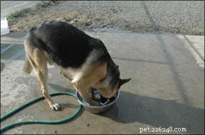 Effective Strategies to Manage OCD in Dogs