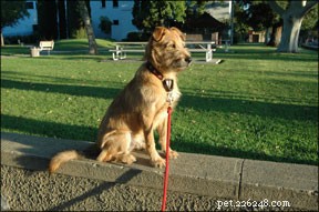 Getting to Know Your New Dog: Build Trust, Health, and Happiness