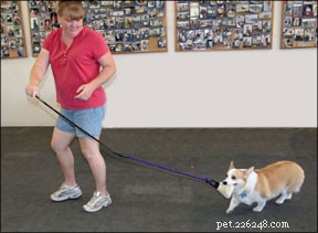 Tug‑of‑War: A Proven, Enjoyable Game for Your Dog’s Training and Bonding