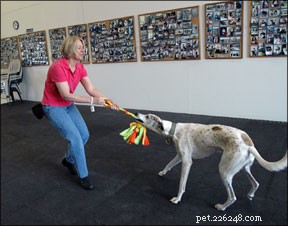 Tug‑of‑War: A Proven, Enjoyable Game for Your Dog’s Training and Bonding