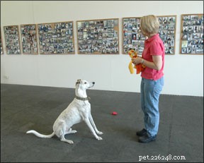 Tug‑of‑War: A Proven, Enjoyable Game for Your Dog’s Training and Bonding