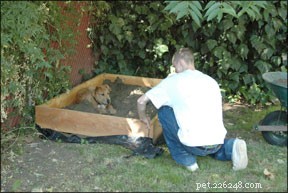 How to Stop Your Dog from Digging the Yard: Proven Tips & Solutions
