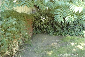How to Stop Your Dog from Digging the Yard: Proven Tips & Solutions