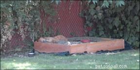 How to Stop Your Dog from Digging the Yard: Proven Tips & Solutions