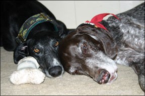 Prevent Dog Fights at Home: Proven Strategies for a Harmonious Household