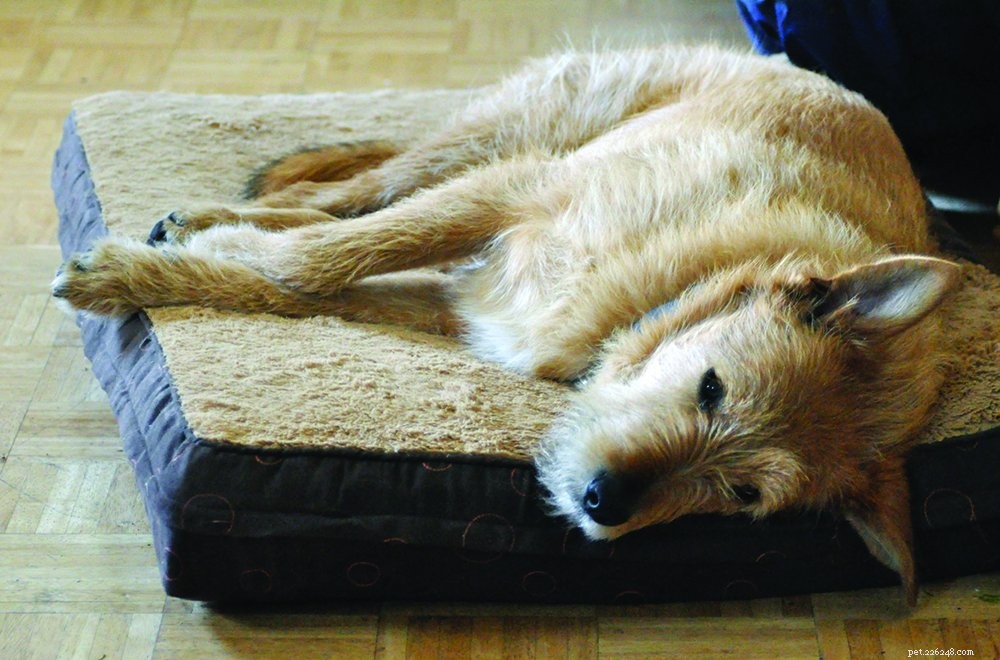 Is It Safe for Your Dog to Sleep on Your Bed? A Professional Guide