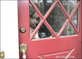How to Stop Your Dog from Barking at the Front Door