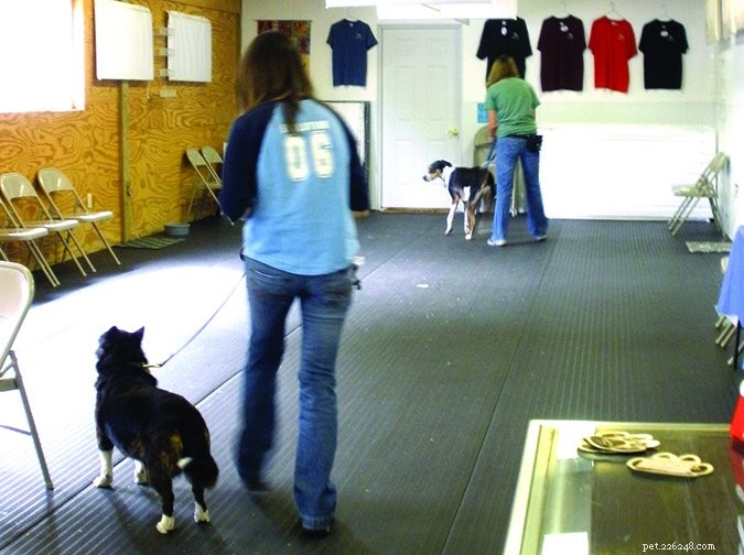 Improve Your Dog’s Aggressive Behavior with Constructional Aggression Treatment (CAT)