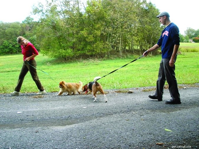 Improve Your Dog’s Aggressive Behavior with Constructional Aggression Treatment (CAT)